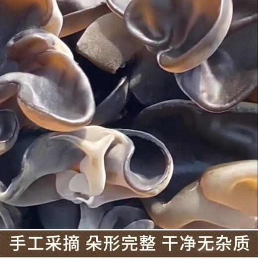 黑龙江生态种植木耳，木耳朵大、肉厚、口感滑润、无污染，以特有的品质闻名，含有人体必需的八种氨基酸和维生素，丰富的胶质可消食化滞，年产量300万千克以上，被中外客商称为"天下第一耳！
500克/袋 商品图2