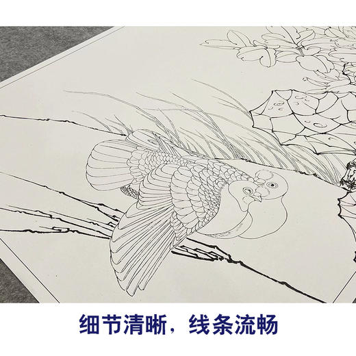 【大彩图】李晓明工笔画白描底稿《富贵天香图》牡丹鸽子临摹勾线花鸟线稿KA13 商品图4