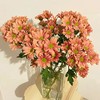 【秋季鲜花严选】三文鱼小菊 香槟色 5枝 | 新客福利 商品缩略图2