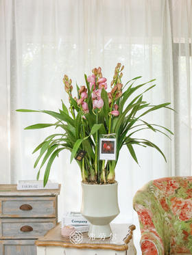 蕙兰（粉色蜜桃3）