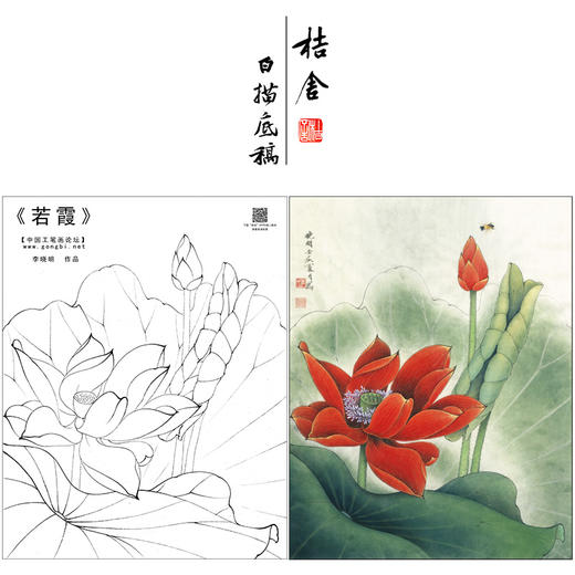 【大彩图】李晓明工笔画白描底稿《若霞》红荷花临摹勾线花鸟线稿K092 商品图0
