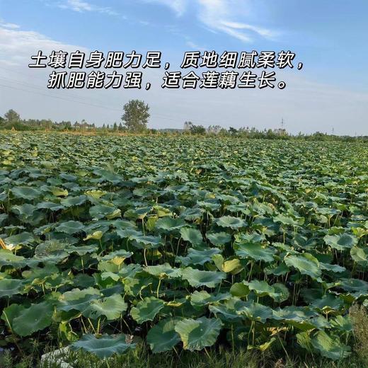 【2024年洪湖粉藕来啦！粉糯香甜 】不粉包赔！现阶段 建议使用燃气高压锅炖更香更粉糯！ 商品图1