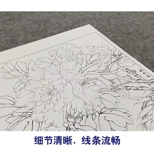 【大彩图】李晓明工笔画白描底稿斗方小品《相约到白头》牡丹临摹勾线花鸟线稿K045 商品图4