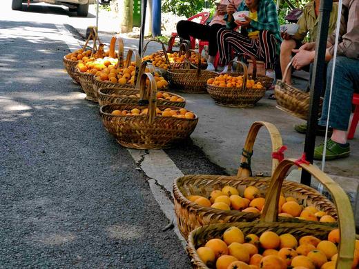 古法熬制三潭枇杷膏500g新熬 商品图12