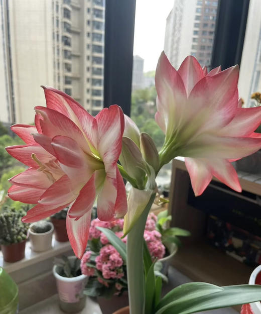 【送礼首选】进口石蜡朱顶红~（喝空气存活）花孔雀  单株 商品图2