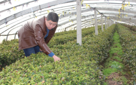 海阳市丹露春茶叶农民专业合作社