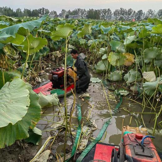 【2024年洪湖粉藕来啦！粉糯香甜 】不粉包赔！现阶段 建议使用燃气高压锅炖更香更粉糯！ 商品图2