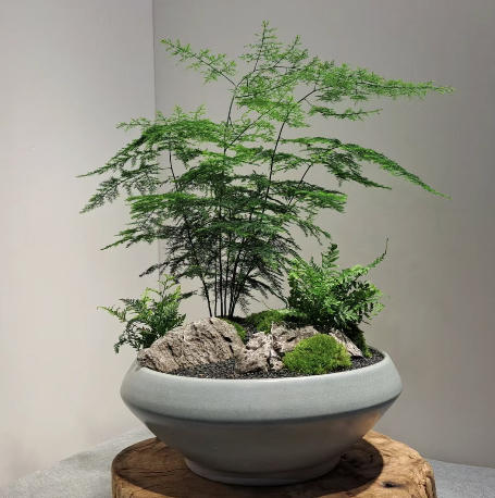 文竹盆景--桌面绿植 商品图0