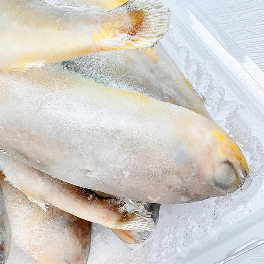 小黄鱼 1袋2斤 商品图2