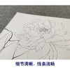 【大彩图】李晓明工笔画白描底稿《花娇欲语》荷花临摹勾线花鸟线稿K084 商品缩略图4