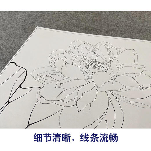 【大彩图】李晓明工笔画白描底稿《花娇欲语》荷花临摹勾线花鸟线稿K084 商品图4