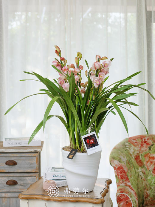 蕙兰（粉色蜜桃6） 商品图0