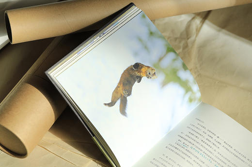 初瞳 ：我和我的野生动物朋友 王昱珩 / 初雯雯 著 商品图2