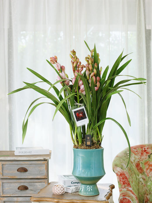 蕙兰（粉色蜜桃2） 商品图0