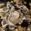 杞冠严选 | 禾然 遵循自然本味蚝油 含30%耗汁 526g 鲜生蚝蒸煮浓缩 0食品添加剂 商品缩略图3