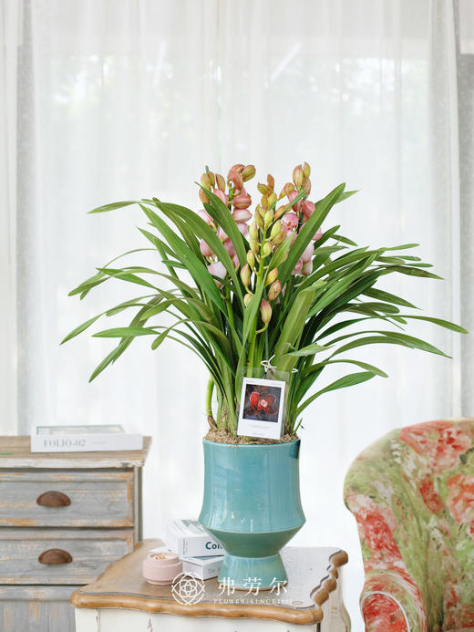 蕙兰（粉色蜜桃4） 商品图0