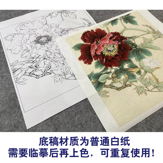 【大彩图】李晓明工笔画白描底稿斗方小品《暖香醉艳》牡丹临摹勾线花鸟线稿K044 商品图3