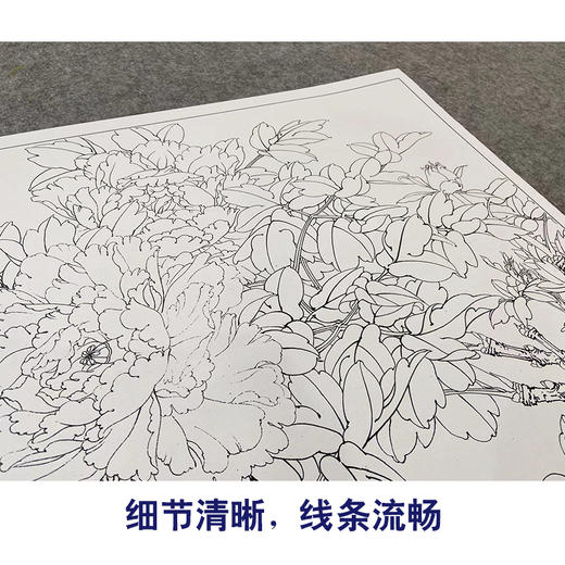 【大彩图】李晓明工笔画白描底稿斗方小品《比翼白头图》牡丹临摹勾线花鸟线稿K043 商品图4