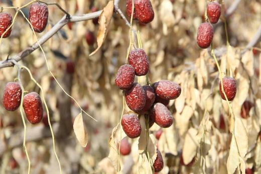 正宗新疆若羌灰枣 自然干核小皮薄肉甜当季无添加整箱 商品图3