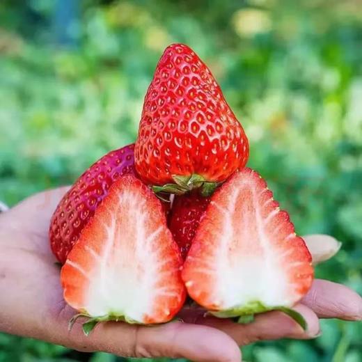 【顺丰为主】四川大凉山露天德昌草莓、果肉饱满，果汁丰富，大人小孩都爱吃【冻果不售后】 商品图0