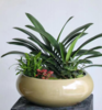 君子兰盆栽--桌面绿植 商品缩略图0