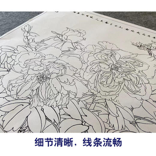 【大彩图】李晓明横幅工笔画白描底稿《姹紫嫣红》牡丹临摹勾线花鸟线稿KA27 商品图4