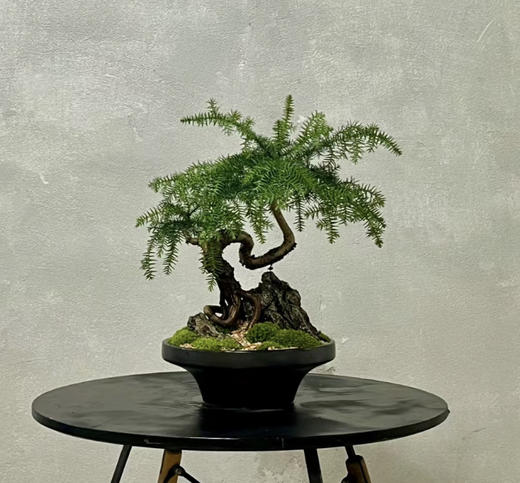 澳洲杉--桌面绿植 商品图0