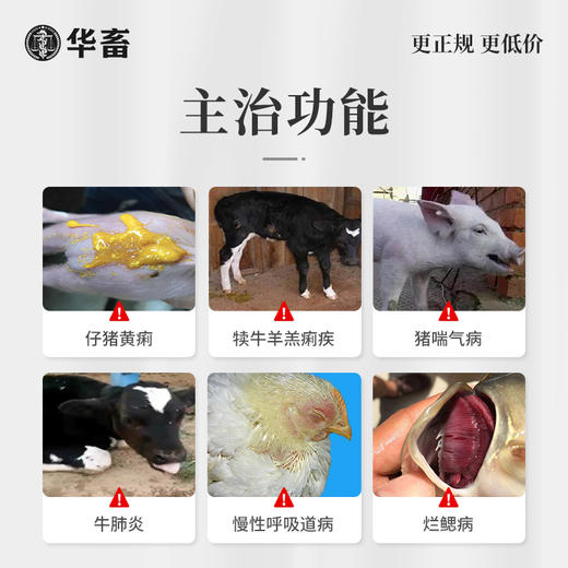 华畜土霉素 1000片    肠炎腹泻  商品图1