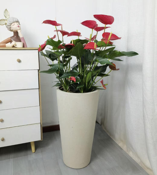 1米红掌 商品图0