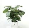 青苹果竹芋--桌面绿植 商品缩略图0