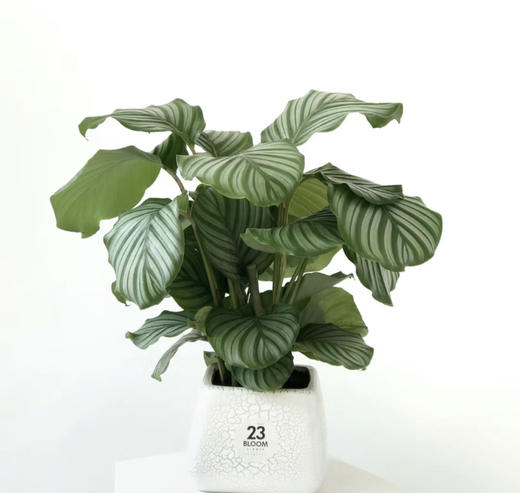 青苹果竹芋--桌面绿植 商品图0