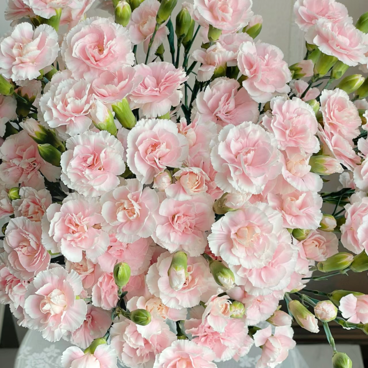 浅粉太子多头康乃馨丨20支