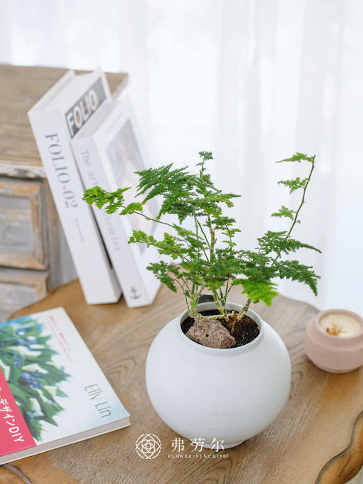 JT造型云竹 商品图1