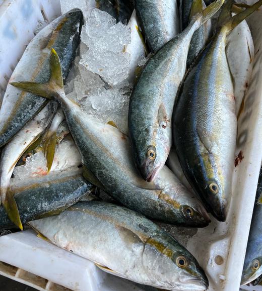 油甘鱼 商品图1