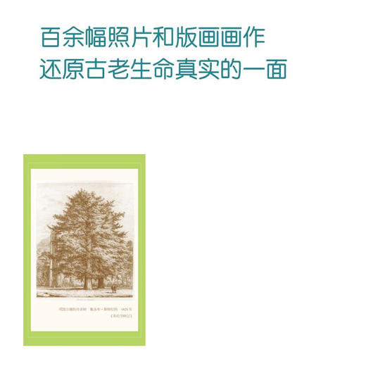 英伦寻树记 商品图6