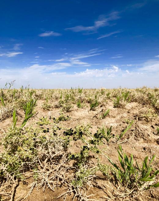 柴达木野生黑枸杞 商品图1