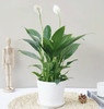 白掌--桌面绿植 商品缩略图0