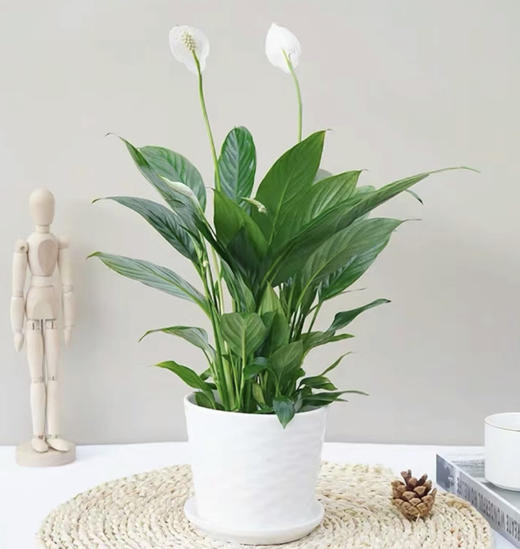 白掌--桌面绿植 商品图0