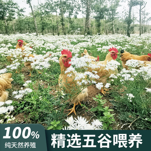 禾田元散养溜达鸡2.3-2.5斤 正宗农家散养 商品图2