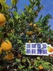 【红土赣南脐橙🍊】 产地直发，一件包邮👍树上熟🌳现摘现发🔥黄金糖酸比17.5°酸甜皆由你😋土好，橙更好👍 酸甜可口，清爽解腻，柔软化渣💕 商品缩略图7