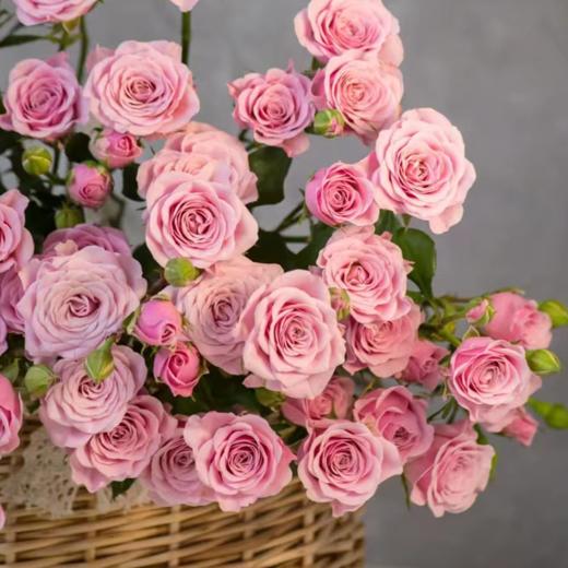 多头玫瑰 诺拉 10支/扎  紫色玫瑰 云南基地发货 （价格已包含包装费用） 运费以实际为准，多退少补。 商品图2