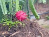 吃海芒芒 | 海南三亚  红心火龙果 商品缩略图3