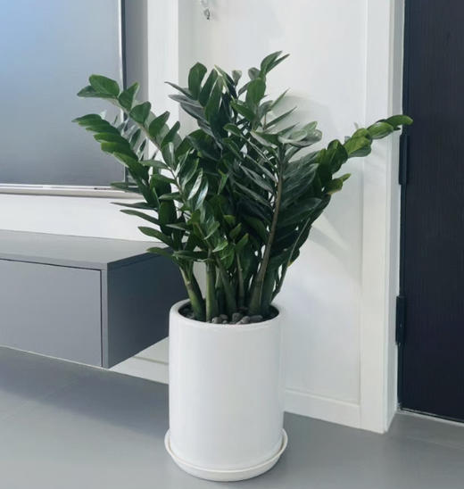 1米金钱树 商品图0