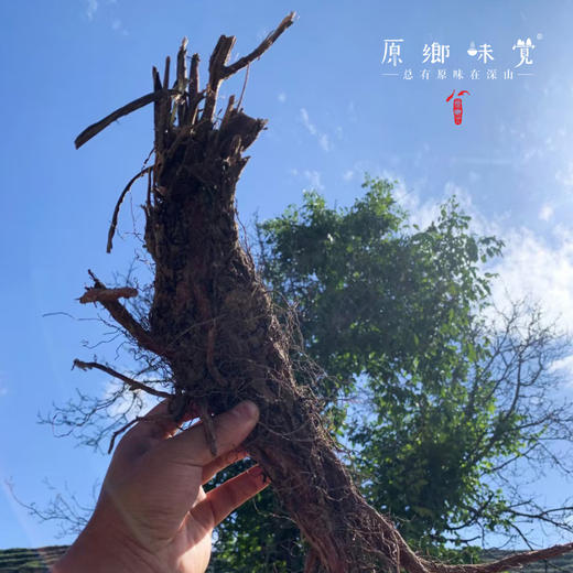 野生丹参（成都仓库-顺丰快递 ）| 250g/袋，来自甘肃岷县周边山区，采集者：周尚书【合作生产，公平贸易】 商品图6