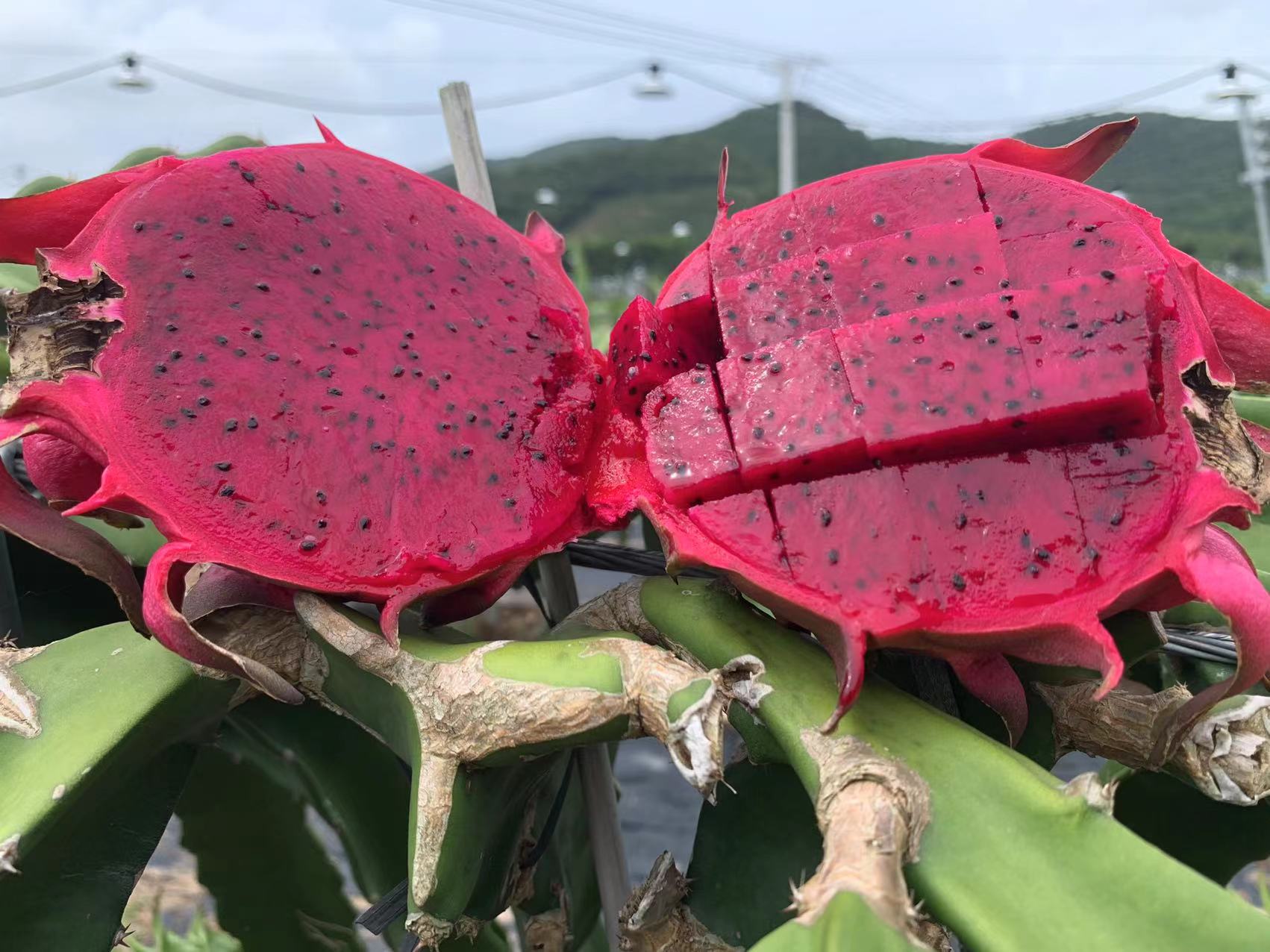 吃海芒芒 | 海南三亚  红心火龙果