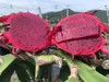 吃海芒芒 | 海南三亚  红心火龙果 商品缩略图0