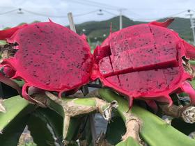 吃海芒芒 | 海南三亚  红心火龙果