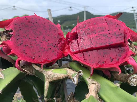 吃海芒芒 | 海南三亚  红心火龙果 商品图0