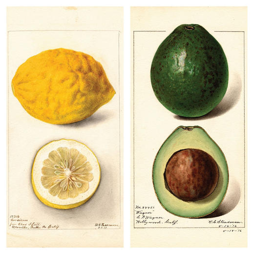 食物探险者 商品图6