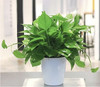 绿萝--桌面绿植 商品缩略图0